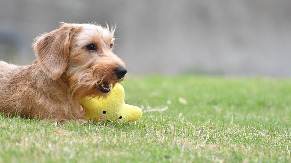 小鳥遊ワークス